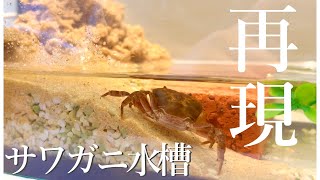 土砂崩れを再現したらサワガニ達の反応は？アクアリウム サワガニ飼育 crab crabs [upl. by Noelyn]