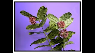 Too Many Flowers Double Feature Hoya stenophylla and Hoya sp Frog Foot [upl. by Farhi]