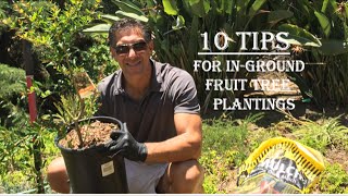 10 Tips For InGround Fruit Tree Plantings  Wonderful Pomegranate [upl. by Enehpets]