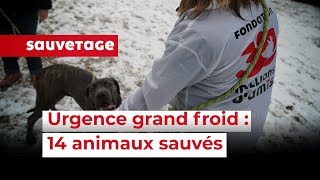 14 animaux sauvés en urgence en SeineetMarne [upl. by Trahurn806]