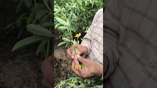 Redgram flowersflower drop managementAlternaaria leaf spot diseasetrendingpls subscribe [upl. by Vlada]