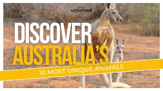 Australias 10 Most Unique Animals and Their Fascinating Traits [upl. by Hemminger]