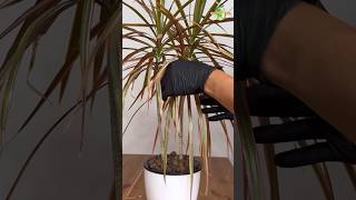 Dracaena Marginata  Dragon Tree Popular Houseplant dracaena thegreenearth plants [upl. by Karina]