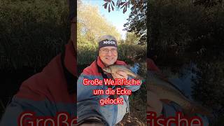 Große Weißfische um die Ecke gelockt fishing youtubehighfive [upl. by London]