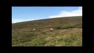 chien darrêt en écosse  dressage de pointers sur grouse [upl. by Faucher]