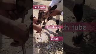 acidosis stomach tube goat narejogoatfarm9487 veterinarymedicine [upl. by Chap211]