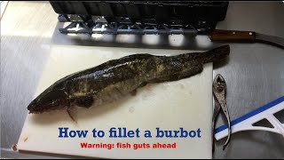 How to Fillet a Burbot [upl. by Berard]