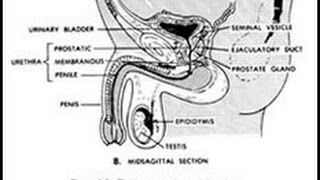 New 2015 Human anatomy and physiology marieb [upl. by Ydderf]