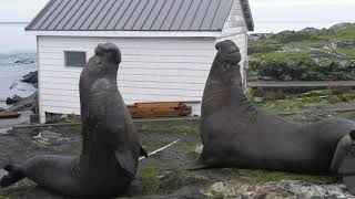 Elephant Seal Battle for the right to mate [upl. by Letnuhs]