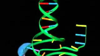 Transcripción del ADN [upl. by Bois]