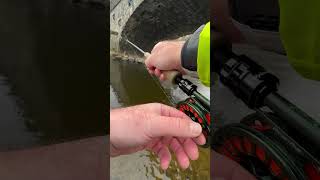 Fishing for Grayling in Wales the fish didn’t fancy a photo flyfishing grayling euronymphing [upl. by Aniras]