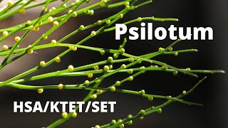 Psilotum  Pteridophyte [upl. by Novar]