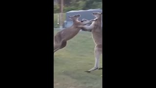 Kangaroos fight collides with family tent in New South Wales [upl. by Ahtebbat]