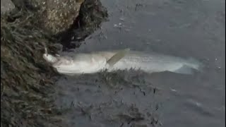 Fall Run Jigging at the Cape Cod Canal [upl. by Johnathan]