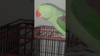 Rony ka natic krty hiyparrots [upl. by Lopez]