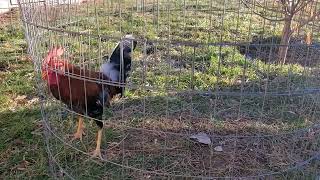 7 months old whitehackle stag 2 [upl. by Koran434]