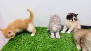 Persian kitten for sale in Delhi ncr  7428876405 [upl. by Koralie450]