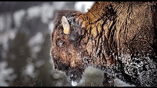 Daily Dose of Nature  Thundering Hooves Yellowstones Bison Herds [upl. by Antoinette]