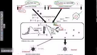 Gene therapy using adeno virus [upl. by Einnek]