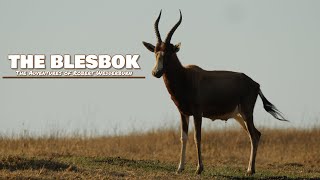 The Blesbok Bontebok  Everything you need to know about Blesbok [upl. by Vernice]