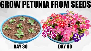 How To Grow Petunia From Seed  FULL INFORMATION [upl. by Akisej]