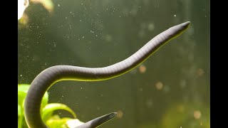 Aquarium at Home Aquatic Caecilian [upl. by Sontich258]