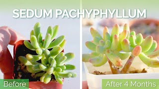 Growing Sedum Pachyphyllum after 4 months  Care Tips [upl. by Aicek335]