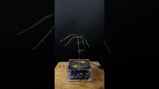 Experiment tesla coil  grass [upl. by Llacam]