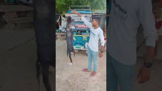 Dog stunt 😱😱😱shorts funny trending trending shorts comedy kutta style [upl. by Bovill]