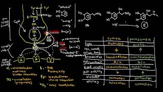 PHARMACOLOGY 27a  Catecholamines and Adrenergic Receptors [upl. by Donohue]