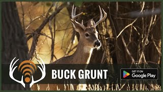 Whitetail Deer Buck Grunt  Sound Only  Call in Big Bucks [upl. by Adiahs]