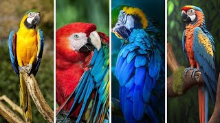 Amazing 05 Fun Facts About Macaw Parrots [upl. by Nottnerb83]