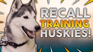 SIBERIAN HUSKY TRAINING Recall Training With Your Siberian Husky [upl. by Morice]