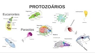 Aula 03 Microbiologia  Protozoários [upl. by Carrie]