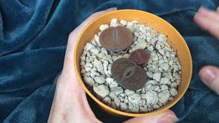 Why Isn’t My Lithops SplittingWhy Is My Lithops Shrinking Question From Facebook Answered [upl. by Notaes]