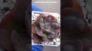 Echeveria Raindrop suculents succulent suculentas plantas plants shortvideo suculents cactus [upl. by Noxin]