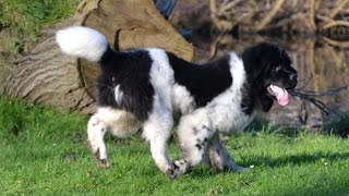 Newfoundland dog Sara 5 months old first swim [upl. by Eeb758]