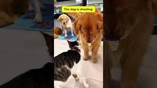 The wonderful relationship between cats and dogscat kitten funnycats funnyanimals funnypets [upl. by Chiquita]