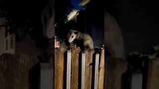 Its a possum possum possums [upl. by Omar]