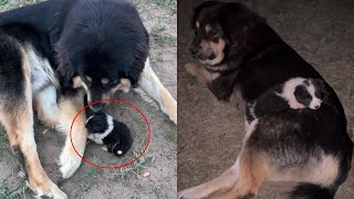 Watch what happend when a Mongolian Mastiff dog fall in love with abandoned tiny puppy [upl. by Reichert839]