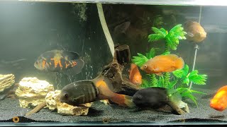 Best aquarium shop in Amritsar  with low prices  arwanasilverred oscarfishaquarium [upl. by Borman75]