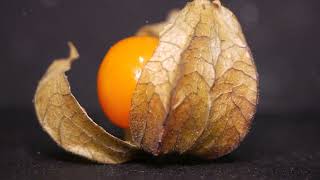 6 Amazing Health Benefits of Physalis Fruit [upl. by Berget]