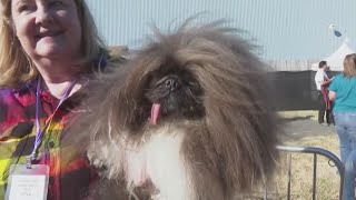 Worlds ugliest dog contest [upl. by Roselin841]