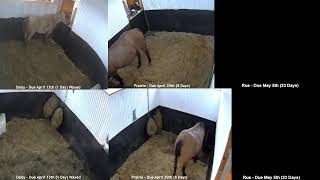 Meadow Brook Stables  Foaling 2024 Live Stream April 2024 [upl. by Kiyoshi]