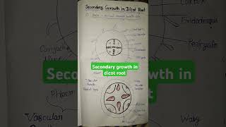 Secondary growth in dicot root digram shortvideoNEET [upl. by Adiuqal]