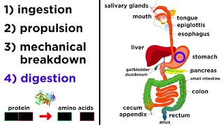 The Digestive System [upl. by Ker]