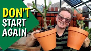 Overwintering pepper plants in the greenhouse and indoors [upl. by Halstead172]