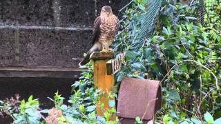 A Sparrowhawk hunting in my garden 3 [upl. by Eiramnaej667]