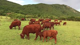 Salers cattle in Bosnia and Herzegovina [upl. by Wootan]