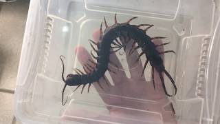 GIANT SCOLOPENDRA [upl. by Rabassa402]